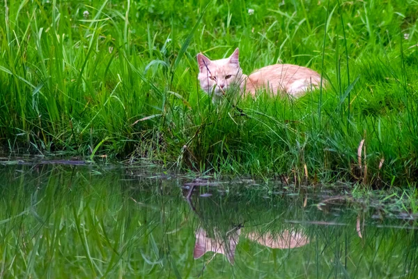 Gato Selvagem Ruiva Com Decoração Branca Senta Perto Lago Fundo — Fotografia de Stock