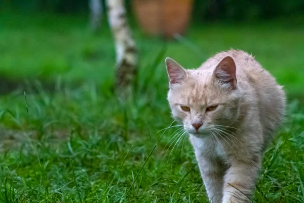 Portrait Wild Cat Redhead White Decoration Yellow Eyes Mysterious Look — Stock Photo, Image