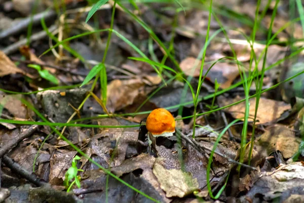 Champignon Comestible Bolet Sur Fond Herbe Verte Feuilles Sèches Illuminé — Photo