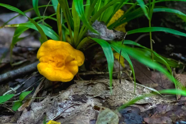 Champiñones Comestibles Cantarelas Sobre Fondo Hierba Verde Hojas Secas Iluminadas —  Fotos de Stock