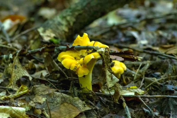 Ätlig Svamp Kantareller Bakgrund Grönt Gräs Och Torra Blad Upplyst — Stockfoto