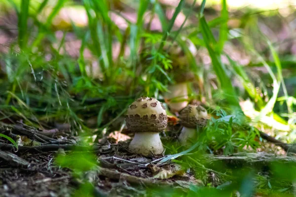 Avvelenoso Fungo Amanita Uno Sfondo Erba Verde Foglie Secche Illuminato — Foto Stock