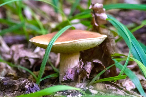 食用キノコ ボレトス 緑の芝生と乾燥した葉の背景に 朝の太陽に照らされて — ストック写真