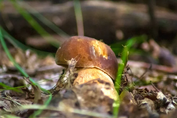 Champignon Blanc Macro Sur Fond Feuilles Chêne Sèches Illuminé Par — Photo