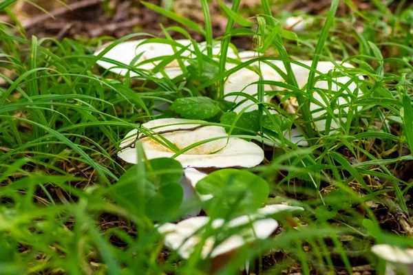 Edible Mushroom White Breasted Background Green Grass Dry Leaves Illuminated — Stock Photo, Image