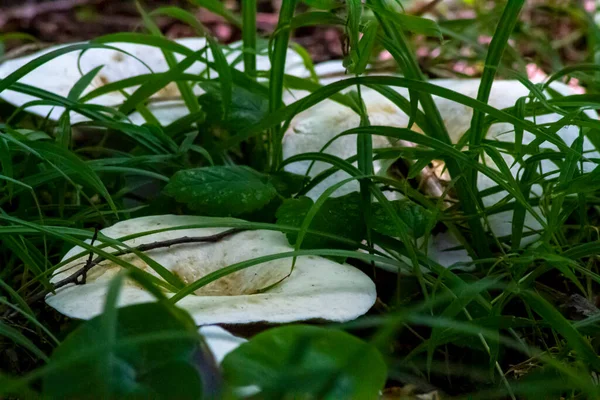 Ätlig Svamp Vitbröstad Bakgrund Grönt Gräs Och Torra Blad Upplyst — Stockfoto