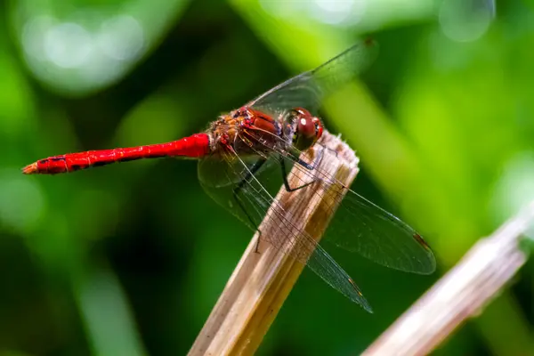 Kırmızı Yusufçuk Makro Fotoğraf Baston Üzerinde Kanatlardaki Çeşitli Desenler Yaz — Stok fotoğraf