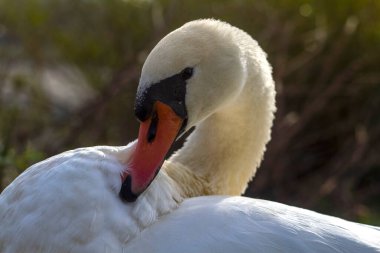 Suya yakın kıyılarda vahşi doğada beyaz kuğu. Kraliyet kuşunun portresi..