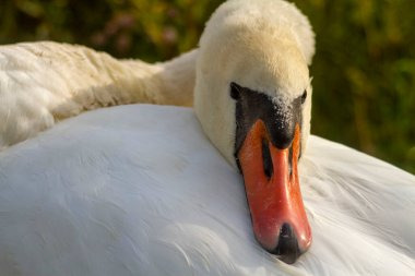 Suya yakın kıyılarda vahşi doğada beyaz kuğu. Kraliyet kuşunun portresi..