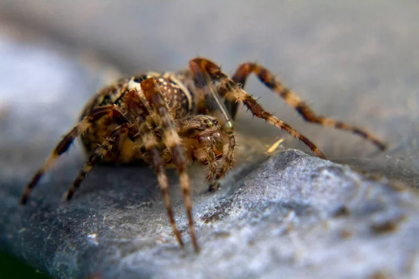 Sight Brown Spider Crawling Canned Slab Macro Photo — Stock Photo, Image