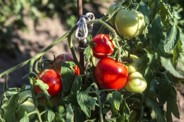Olgun kırmızı ve yeşil domatesler (Solanum lycopersicum) yeşil, sivri uçlu yapraklarla sarmalanmış bir sarmaşığa asılırlar. Domatesler yuvarlak ve pürüzsüz, kırmızı olan olgunluğu gösteriyor, yeşil olan ise hala olgunlaşıyor..