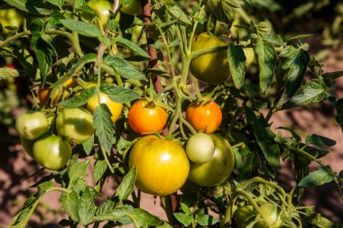Olgun kırmızı ve yeşil domatesler (Solanum lycopersicum) yeşil, sivri uçlu yapraklarla sarmalanmış bir sarmaşığa asılırlar. Domatesler yuvarlak ve pürüzsüz, kırmızı olan olgunluğu gösteriyor, yeşil olan ise hala olgunlaşıyor..