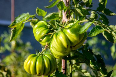 Bahçedeki sarmaşığa asılmış büyük yeşil domatesler kavun şeklini andırıyor. Yüzeyleri pürüzsüz ve parlak görünüyor, kenarlarında belirgin bir sıyrık var..