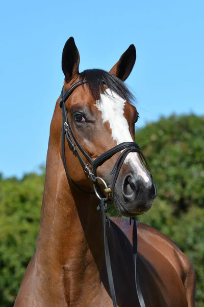 Retrato Cabeza Caballo Pura Raza Con Expresión Facial Alerta Orejas —  Fotos de Stock