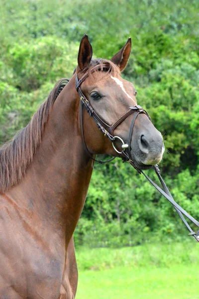 Venkovní Hlavy Portrét Koně Výstrahy Mimika Našpicované Uši — Stock fotografie