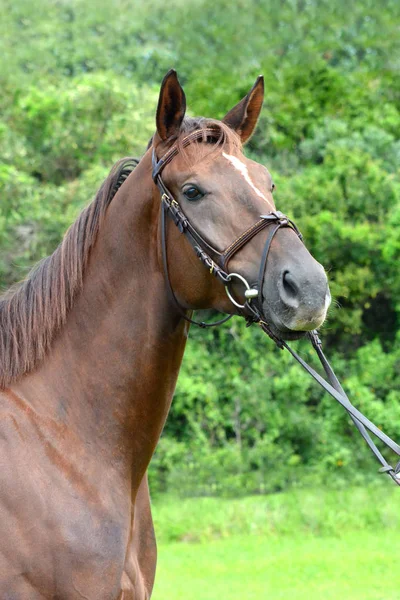 Retrato Cabeça Livre Cavalo Com Expressão Facial Alerta Orelhas Picadas — Fotografia de Stock