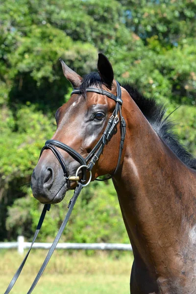 Retrato Cabeza Aire Libre Caballo Con Expresión Facial Alerta Orejas — Foto de Stock