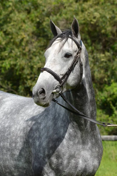 Ritratto Testa All Aperto Cavallo Con Espressione Facciale Vigile Orecchie — Foto Stock