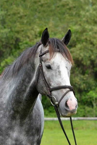 Kopfporträt Eines Pferdes Mit Wachem Gesichtsausdruck Und Gestochenen Ohren — Stockfoto