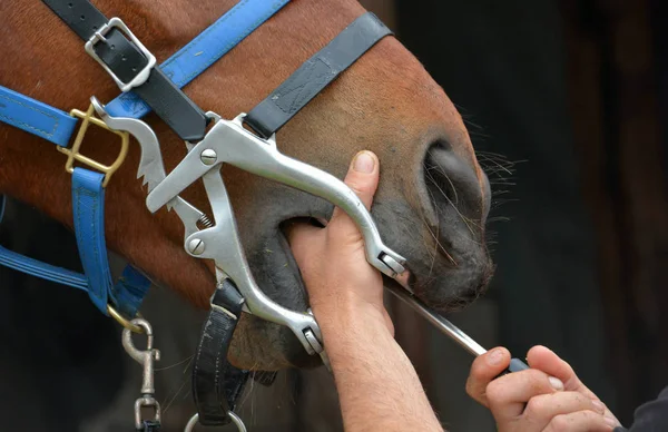 つの白い馬の口の中の歯の装置とツール仕事で忙しい白人馬歯科医の手 — ストック写真