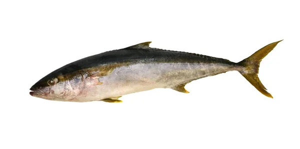 Big Fresh Whole Yellowtail Food Fish Side Image Isolated White — Stock Photo, Image