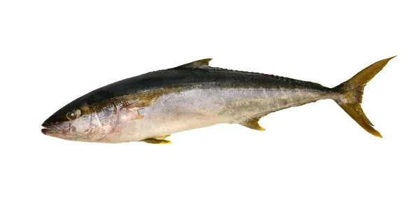 Большая Свежая Рыба Желтохвостой Еды Сбоку Изображение Выделено Белом Фоне Лицензионные Стоковые Изображения