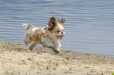 Shih Tzu Puppy running on beach - Shih Tzu Dog Breed clipart