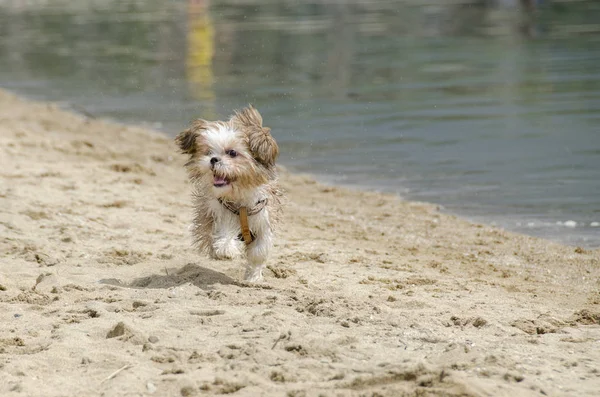 Тцу Цуценя Пляжі Тцу Породи Собак — стокове фото