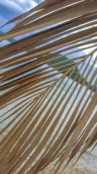 Palmblatt Strand Sommerszene Mit Meer Hintergrund — Stockfoto