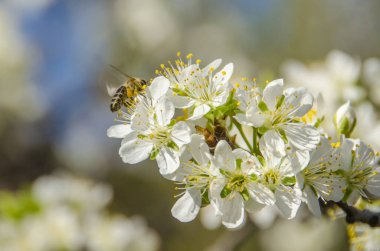 Honeybee tozlaşma-bir çiçek üzerinde bal arı