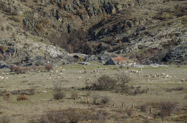 Pueblo Macedonio Zovich Región Mariovo Rebaño Ovejas Primer Plano — Foto de Stock