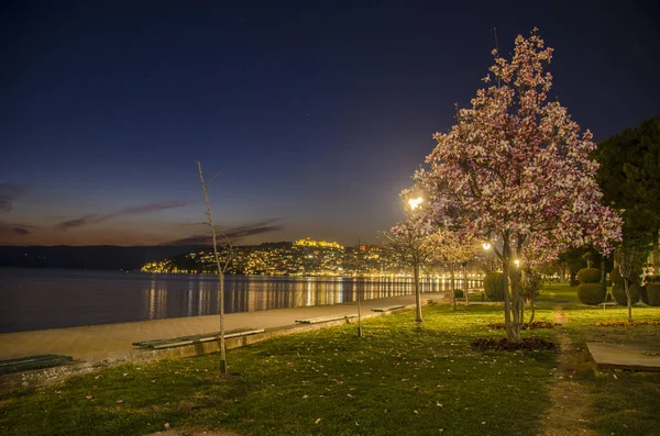 Ohrid Macedonia Escena Nocturna Magnolia Árbol Primer Plano Ohrid Lake — Foto de Stock