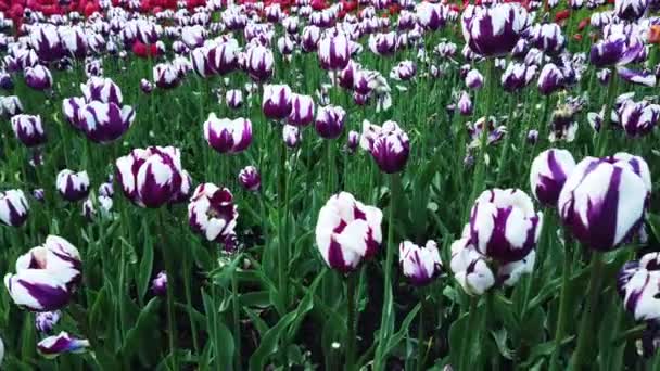 Ottawa Canada Maio 2019 Canadian Tulip Festival — Vídeo de Stock