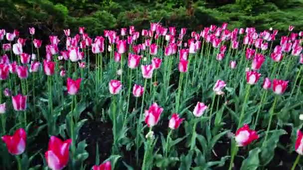 Ottawa Canadá Mayo 2019 Canadian Tulip Festival — Vídeo de stock