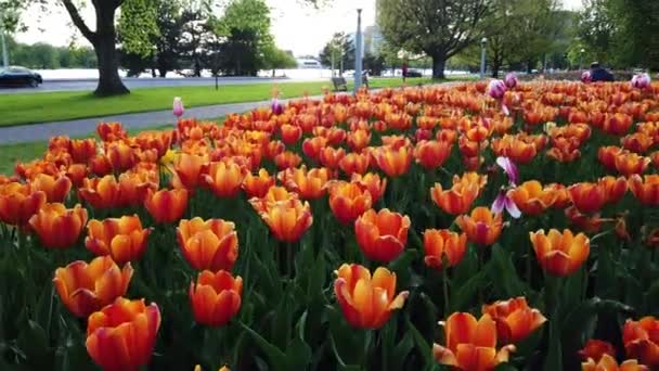 Ottawa Canadá Mayo 2019 Canadian Tulip Festival — Vídeos de Stock