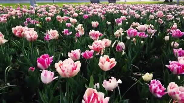 Ottawa Canada Maio 2019 Canadian Tulip Festival — Vídeo de Stock