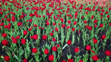 Ottawa, On, Kanada - 27 Mayıs 2019: Kanada Lale Festivali