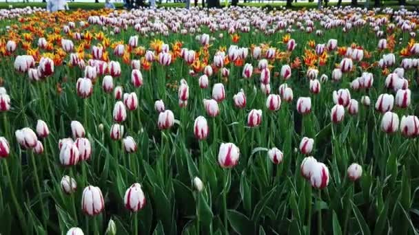 Ottawa Canada May 2019 Canadian Tulip Festival — Stock Video