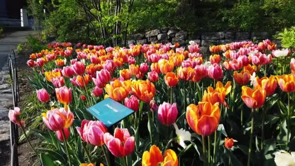 Ottawa Kanada Května 2019 Kanadský Tulipán Festival — Stock video