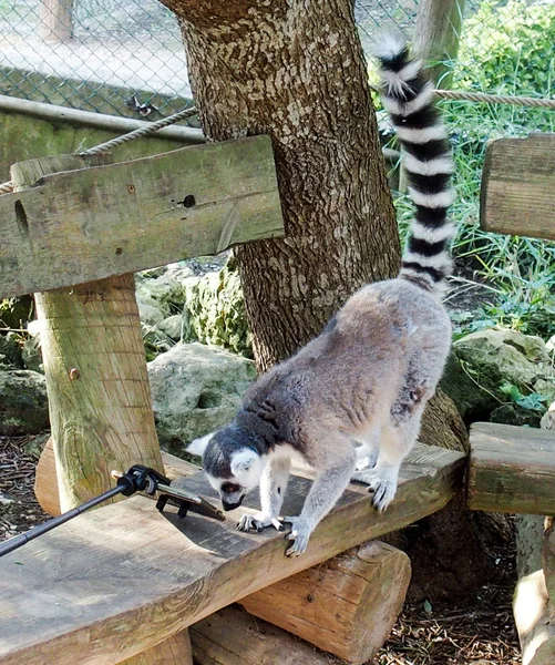 Lemur Está Olhando Smartphone — Fotografia de Stock