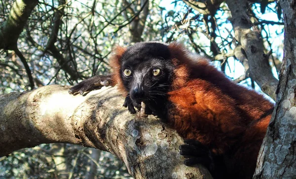 Lindo Vari Lemur Vermelho Árvore — Fotografia de Stock