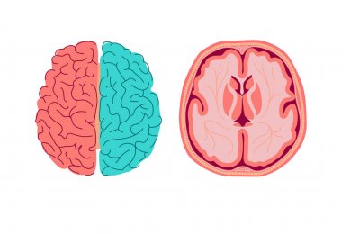 İnsan beyninin anatomisi. Beynin iç kesitinin yapısının tıbbi diyagramı. Beyaz arka planda izole vektör infografik kavramı