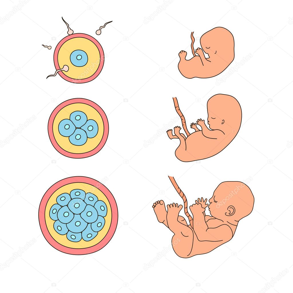 Human anatomy illustration. Pregnancy stages. Embryo development. Child in the womb. Process diagram of baby evolution. Medicine vector infographic in cartoon style. Close up view. Design concept