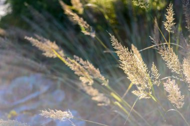 parlak güneş ışığı altında rüzgarda üfleme süs çayır çimen
