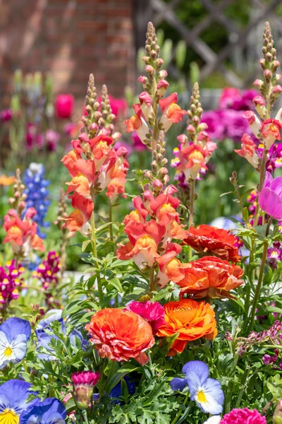 Zbliżenie Jednoroczne Colorful Wiosna Puli Przed Domem — Zdjęcie stockowe