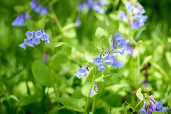 Macro Closeup Bluebells Bloom Early Spring — Stock Photo, Image