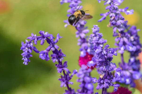 çiçek makro için uçan yaban arısı