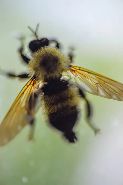 Macro Close Single Bee Window Soft Diffused Light — Stock Photo, Image