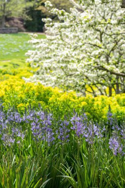bahar bahçe botanik bahçesi tam Bloom