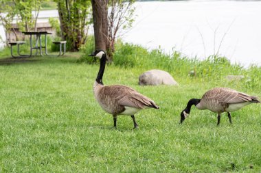Parkta piknik masa tarafından yürüyüş bir Kanada kazlar, yakın çekim